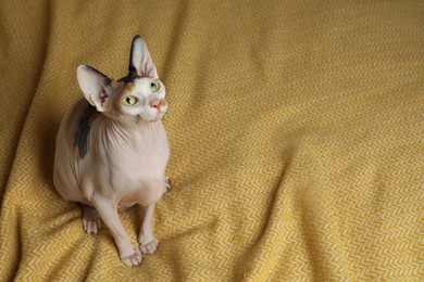 Photo of Beautiful Sphynx cat on yellow plaid, above view. Space for text