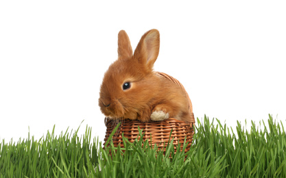 Adorable fluffy bunny in wicker basket on green grass against white background. Easter symbol