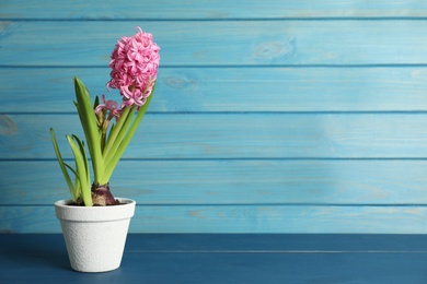Photo of Beautiful hyacinth in flowerpot on blue wooden table. Space for text