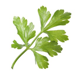 Photo of Sprig of fresh green parsley leaves isolated on white