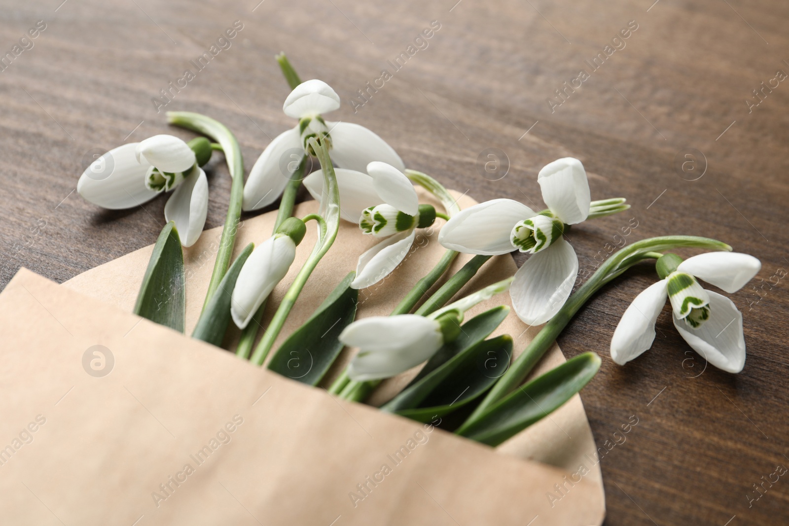 Photo of Beautiful snowdrops in envelope on wooden table, closeup