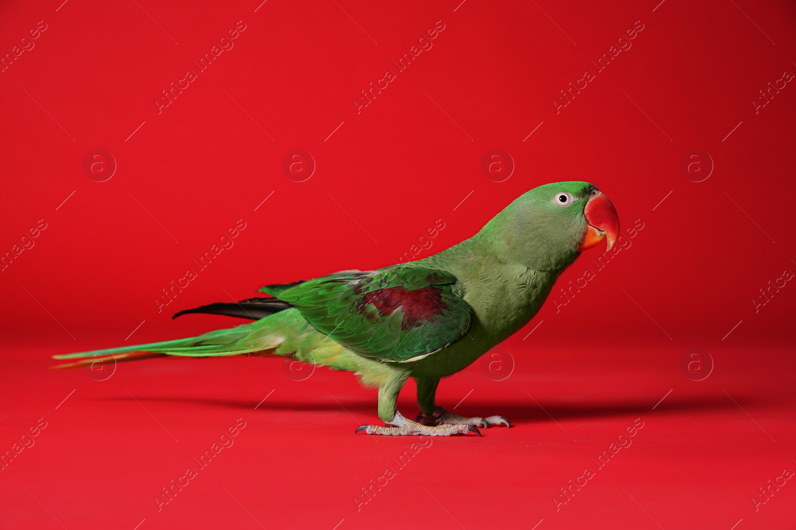 Photo of Beautiful green Alexandrine Parakeet on red background