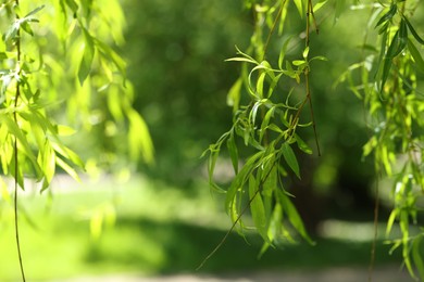 Beautiful willow tree with green leaves growing outdoors on sunny day, closeup. Space for text