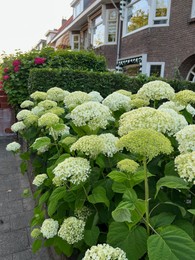 Photo of Hortensia plant with beautiful flowers growing outdoors