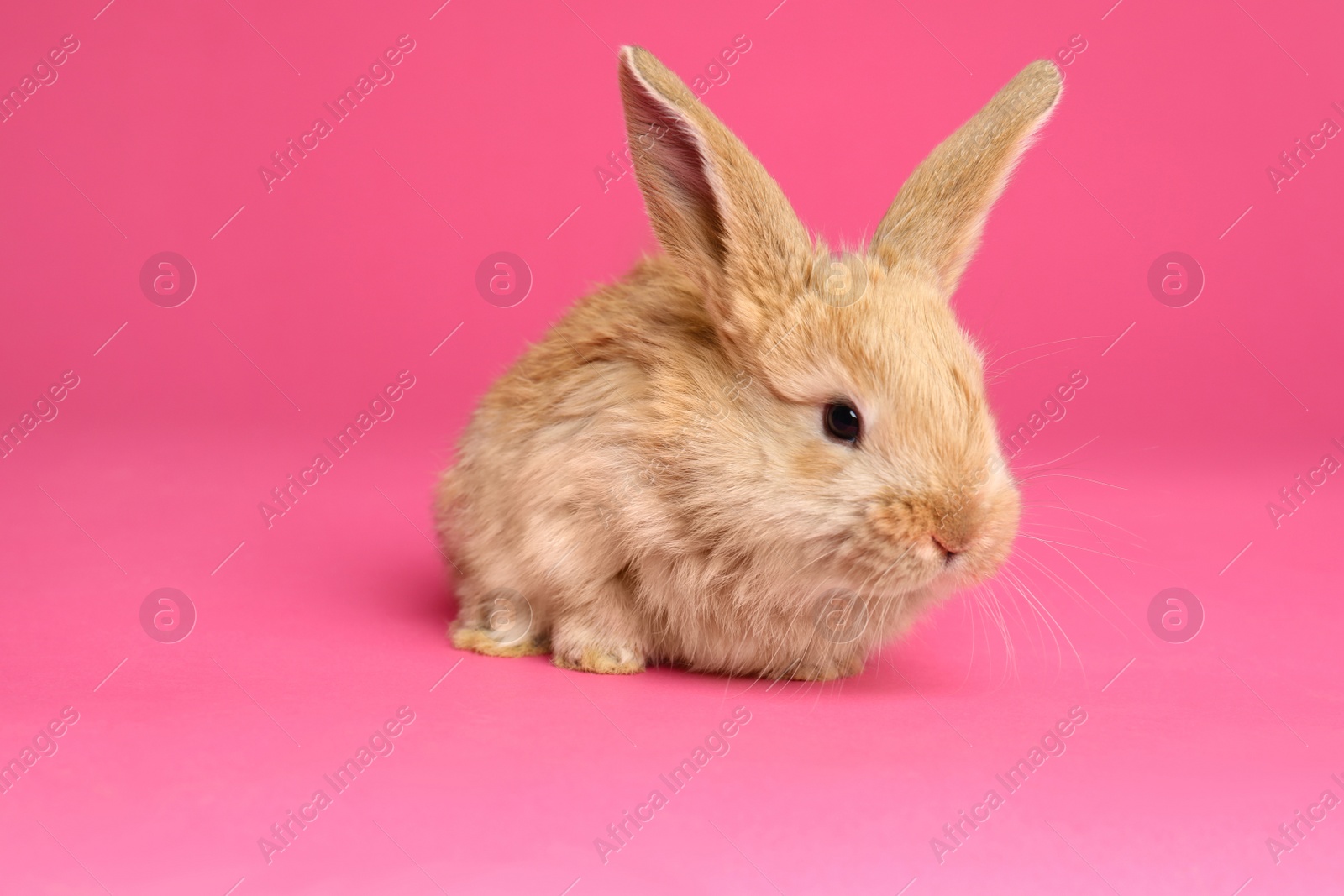 Photo of Adorable furry Easter bunny on color background