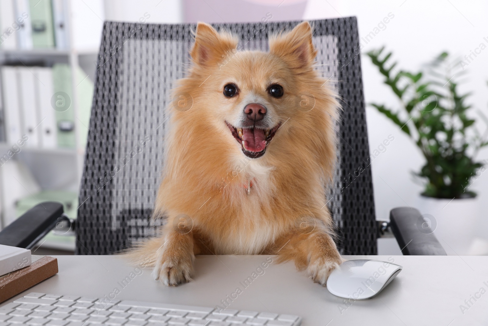 Photo of Cute Pomeranian spitz dog at table in office