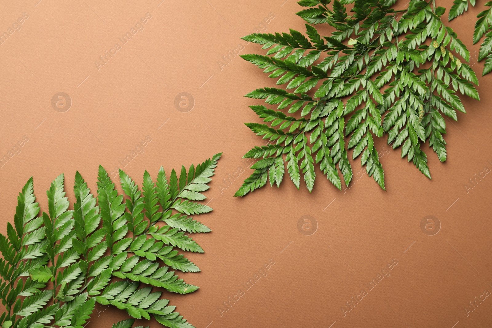 Photo of Beautiful tropical fern leaves on brown background, flat lay