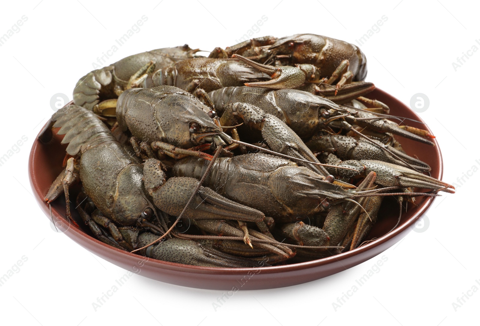 Photo of Fresh raw crayfishes in bowl on white background