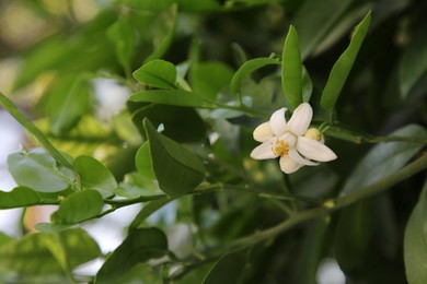 Beautiful grapefruit flower blooming on tree branch outdoors