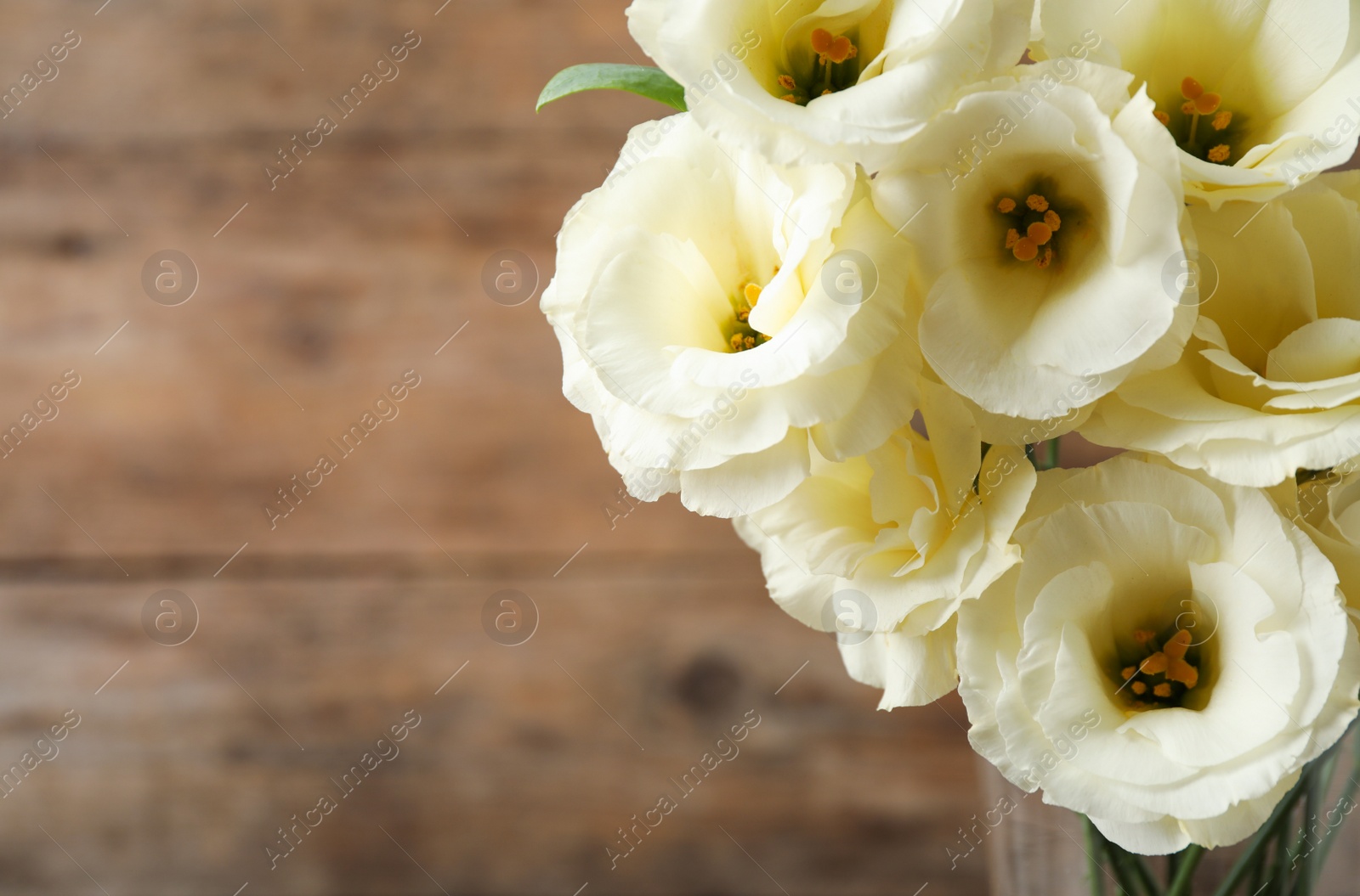 Photo of Beautiful white Eustoma flowers on wooden background, closeup. Space for text