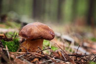 Photo of Polish mushroom Imleria badia growing in forest, closeup. Space for text