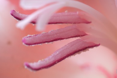 Photo of Beautiful pink gladiolus flower as background, macro view