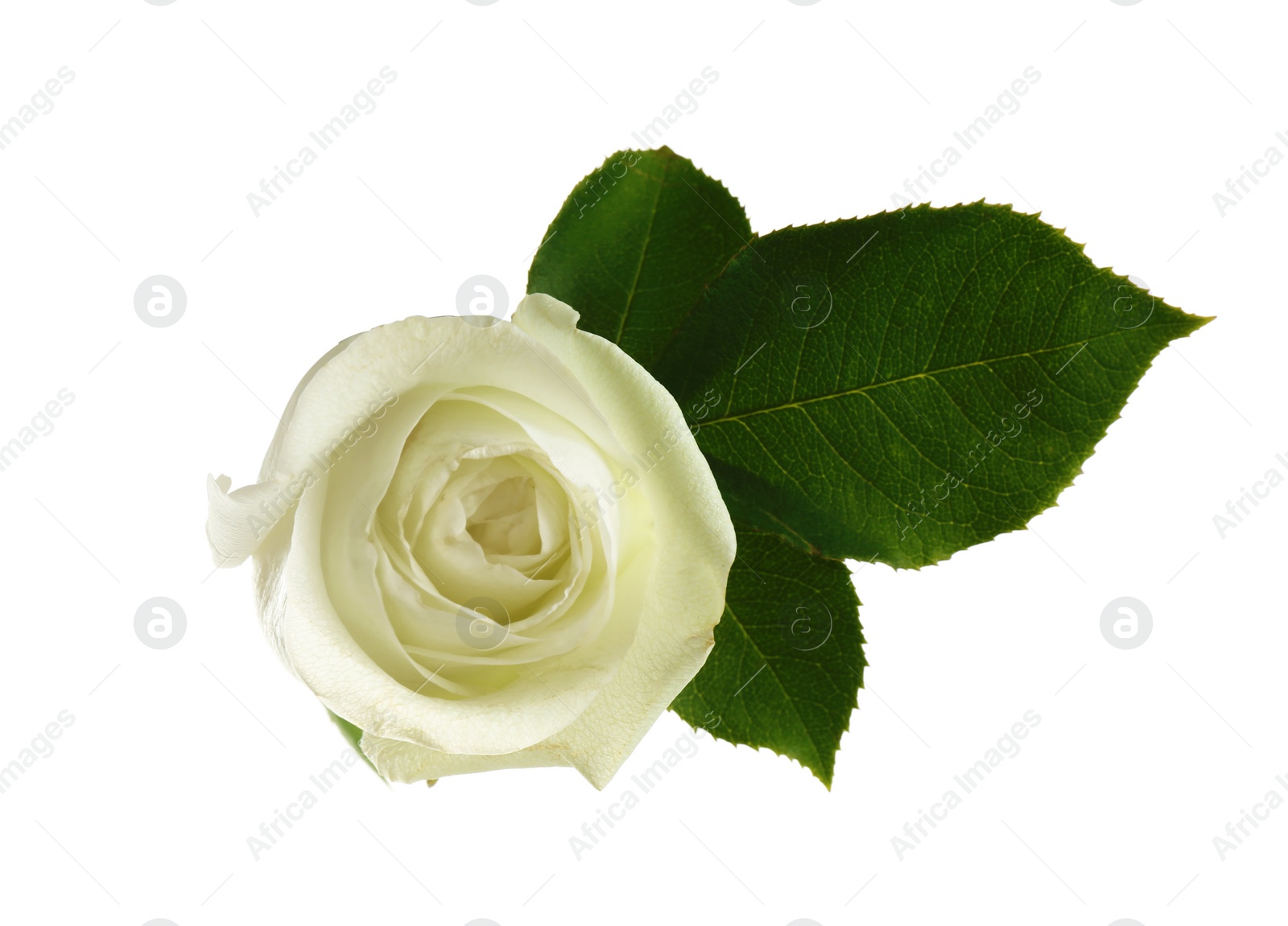 Photo of Beautiful rose on white background, top view