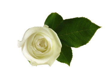 Beautiful rose on white background, top view