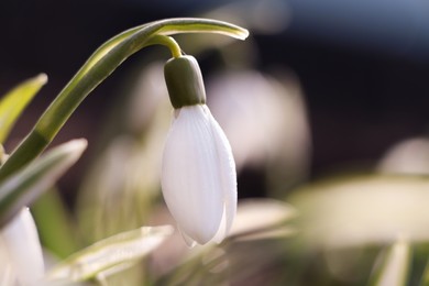 Beautiful snowdrops growing outdoors, closeup. Early spring flower