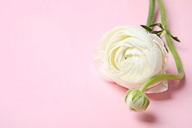 Photo of Beautiful ranunculus flower on color background. Space for text