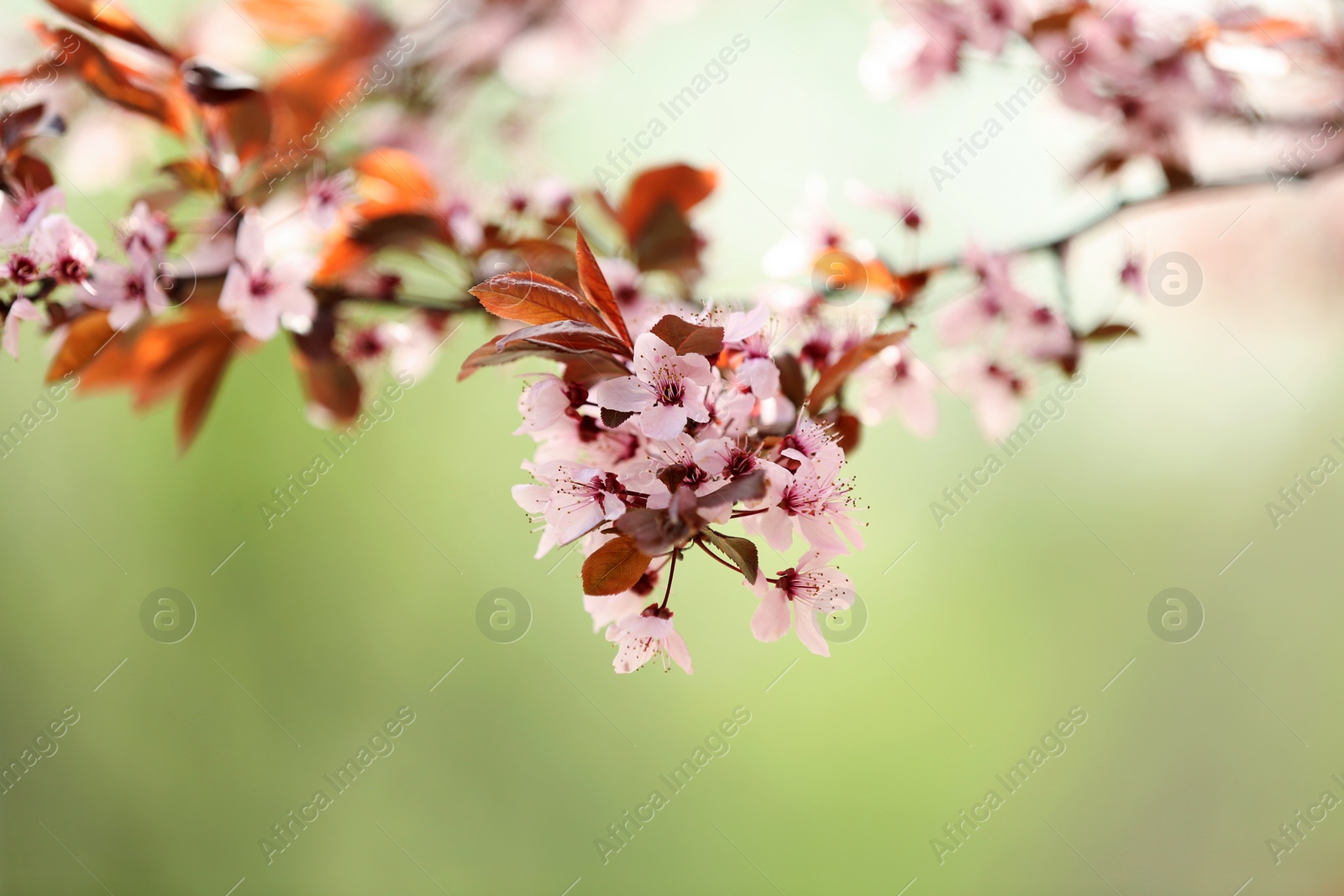 Photo of Closeup view of tree branches with tiny flowers outdoors, space for text. Amazing spring blossom