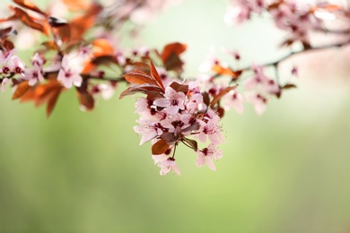 Closeup view of tree branches with tiny flowers outdoors, space for text. Amazing spring blossom