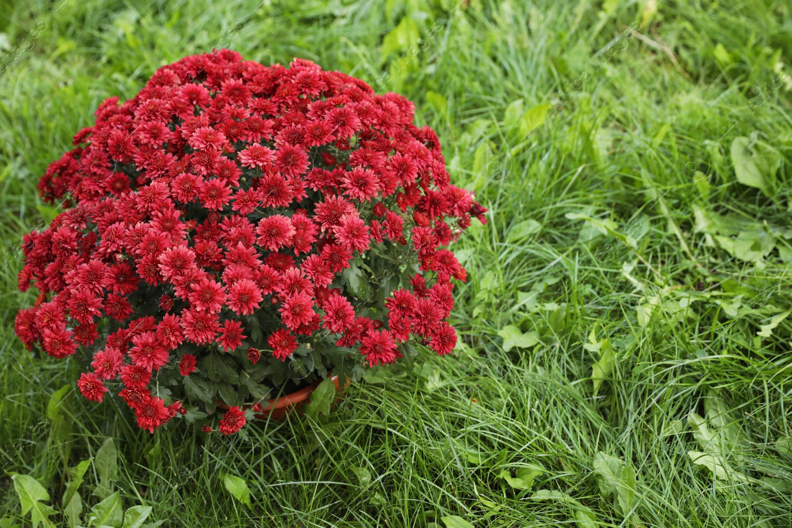 Photo of Beautiful blooming Chrysanthemum bush outdoors. Autumn flowers