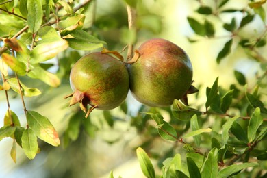 Photo of Pomegranates on tree branch in garden outdoors