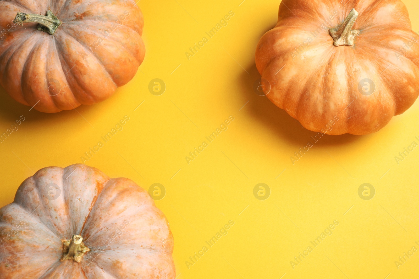 Photo of Fresh ripe pumpkins on yellow background, flat lay. Holiday decoration