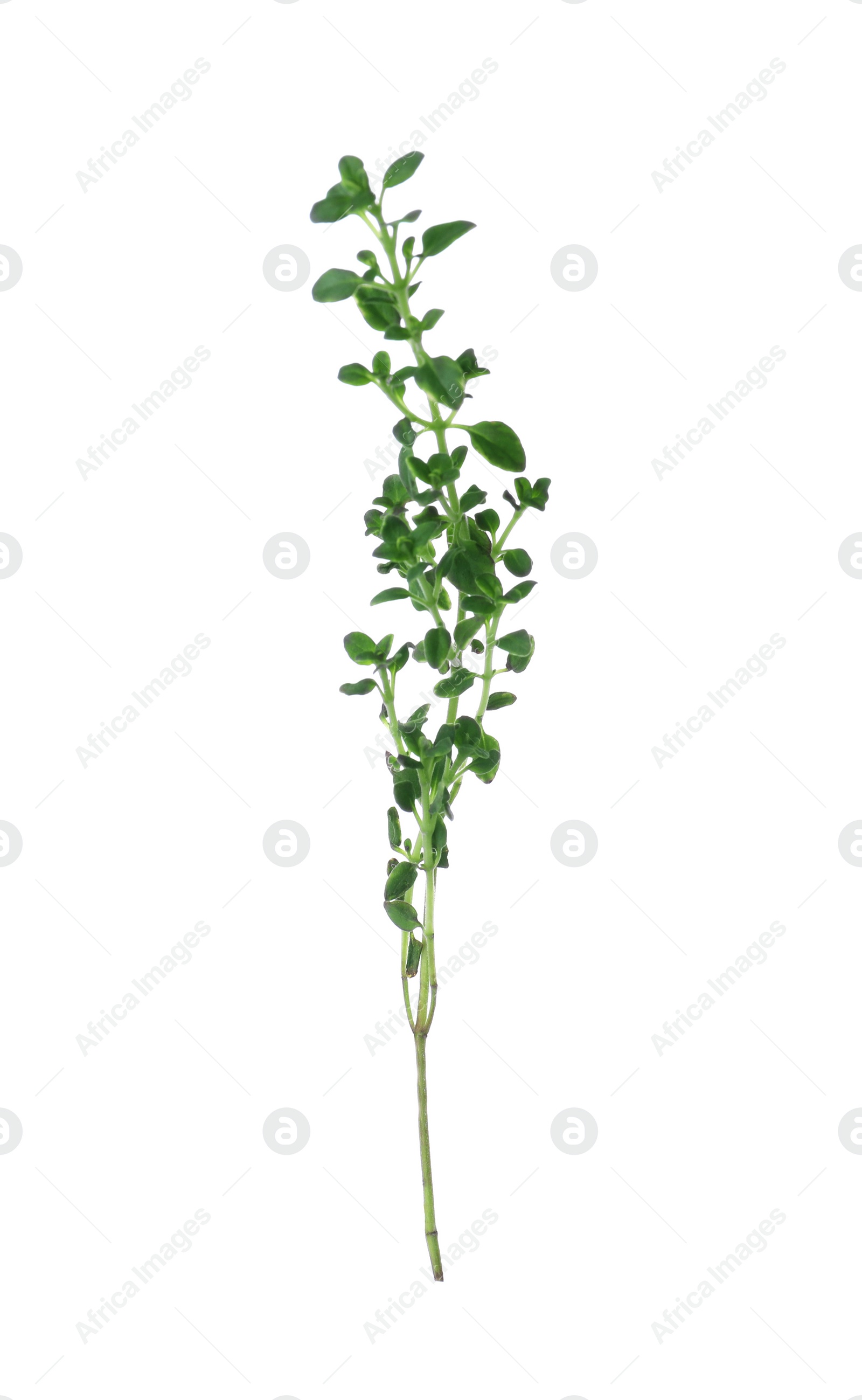 Photo of Aromatic green thyme sprig isolated on white. Fresh herb