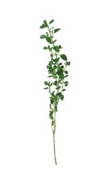 Aromatic green thyme sprig isolated on white. Fresh herb