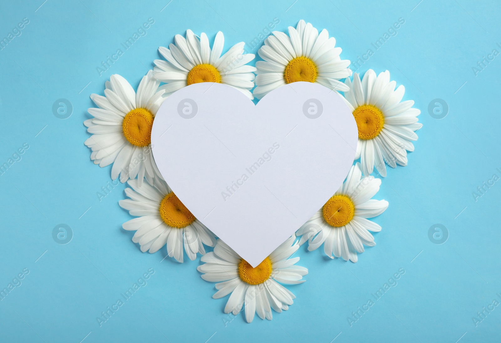 Photo of Flat lay composition with beautiful chamomile flowers and blank card on blue background, space for text