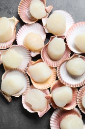 Photo of Many fresh raw scallops in shells on grey table, flat lay