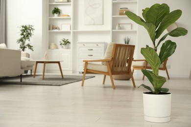 Photo of Fiddle Fig or Ficus Lyrata plant with green leaves at home. Space for text