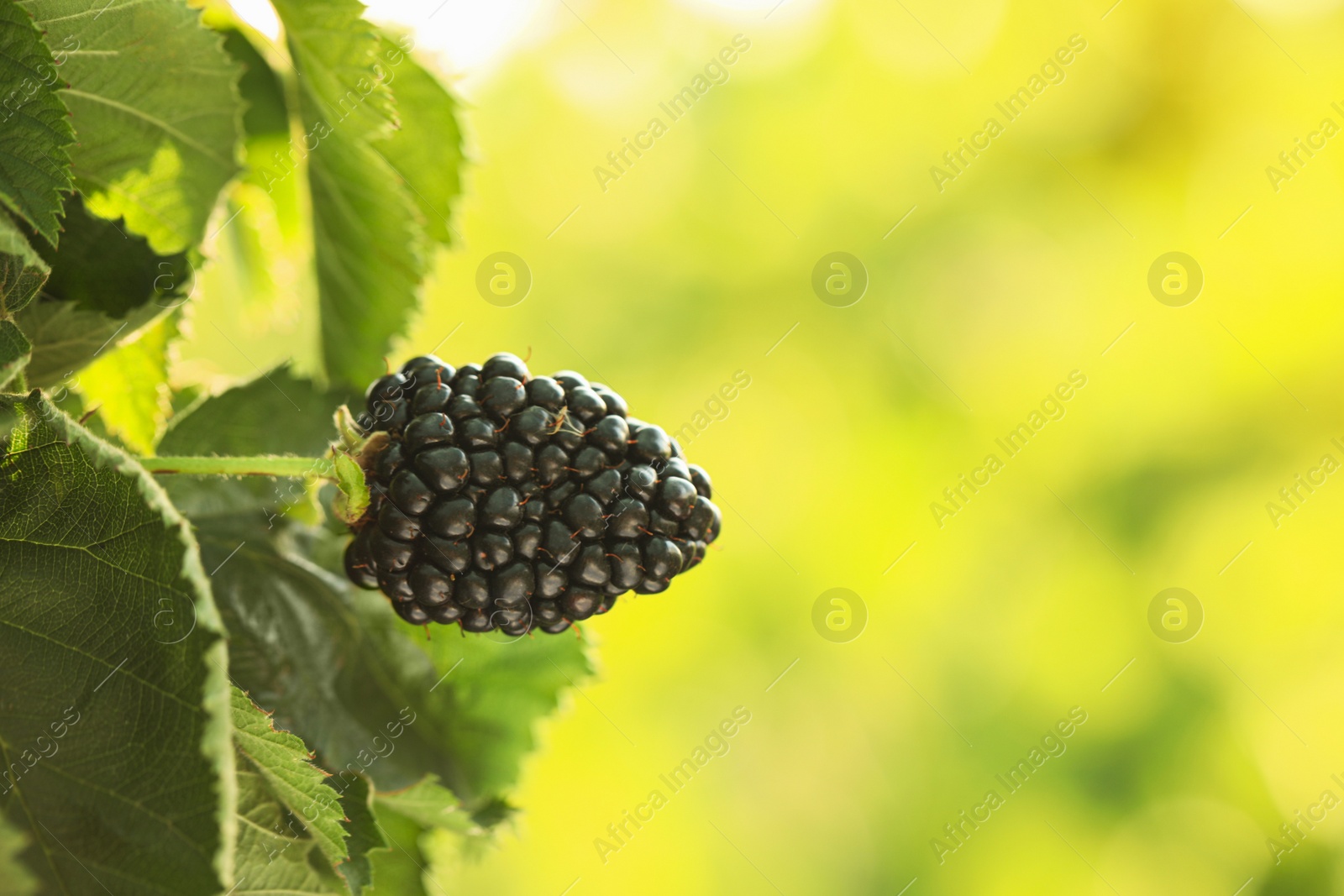 Photo of Blackberry bush with tasty ripe berry in garden, closeup