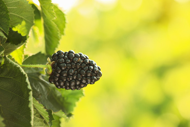 Blackberry bush with tasty ripe berry in garden, closeup