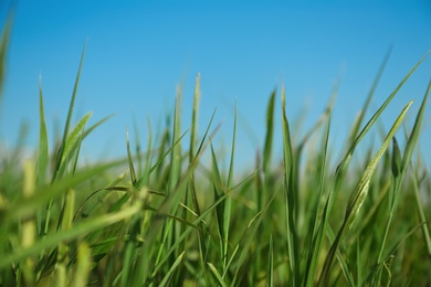 Photo of Green grass in field on sunny day, closeup