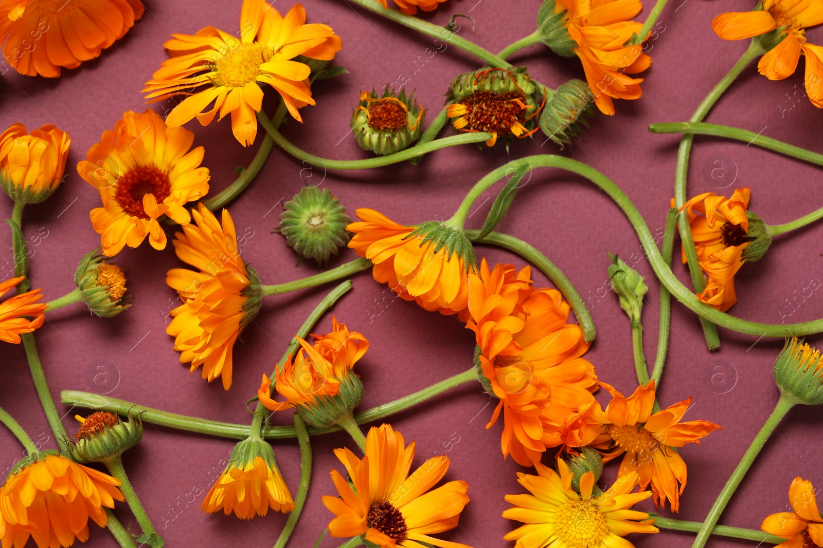 Photo of Flat lay composition with beautiful calendula flowers on violet background