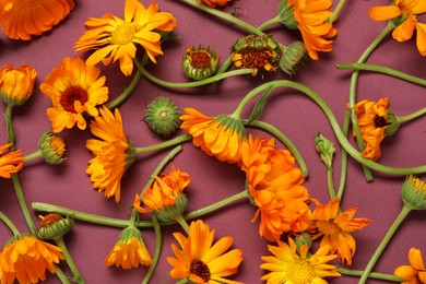 Flat lay composition with beautiful calendula flowers on violet background
