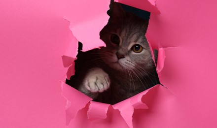 Photo of Cute grey cat peeking out hole in pink paper