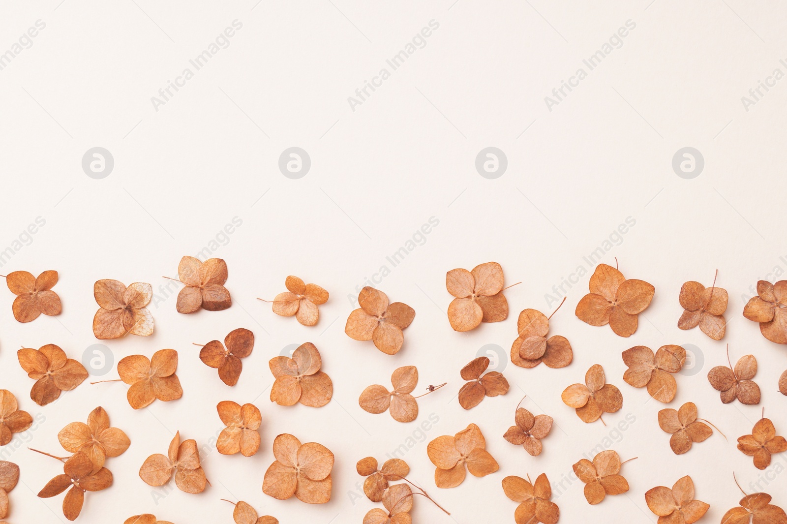 Photo of Beautiful dried hortensia flowers on beige background, flat lay. Space for text