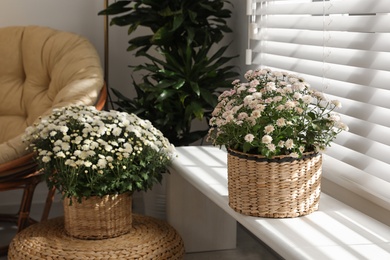 Photo of Beautiful chrysanthemum flowers on window sill indoors. Stylish interior element