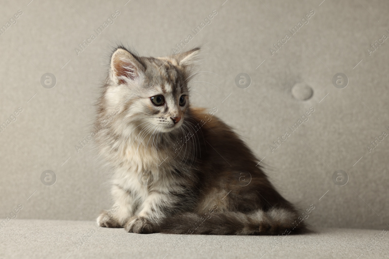 Photo of Cute fluffy kitten on grey sofa, space for text
