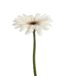 Photo of Beautiful blooming gerbera flower isolated on white