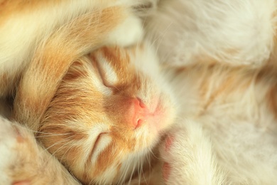 Photo of Cute little red sleeping kitten, closeup view