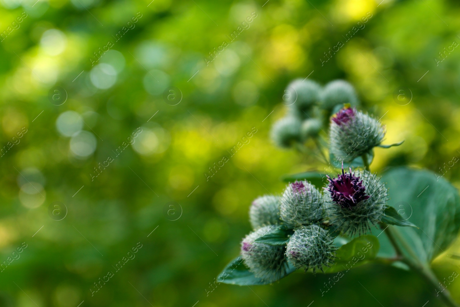 Photo of Beautiful burdock plant with flowers outdoors, closeup. space for text