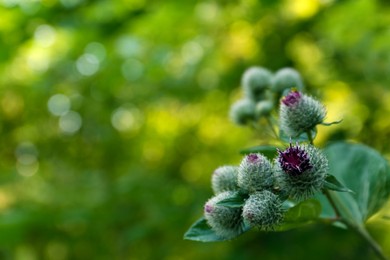 Beautiful burdock plant with flowers outdoors, closeup. space for text