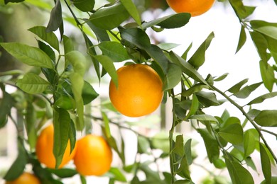 Photo of Fresh ripe oranges growing on tree outdoors