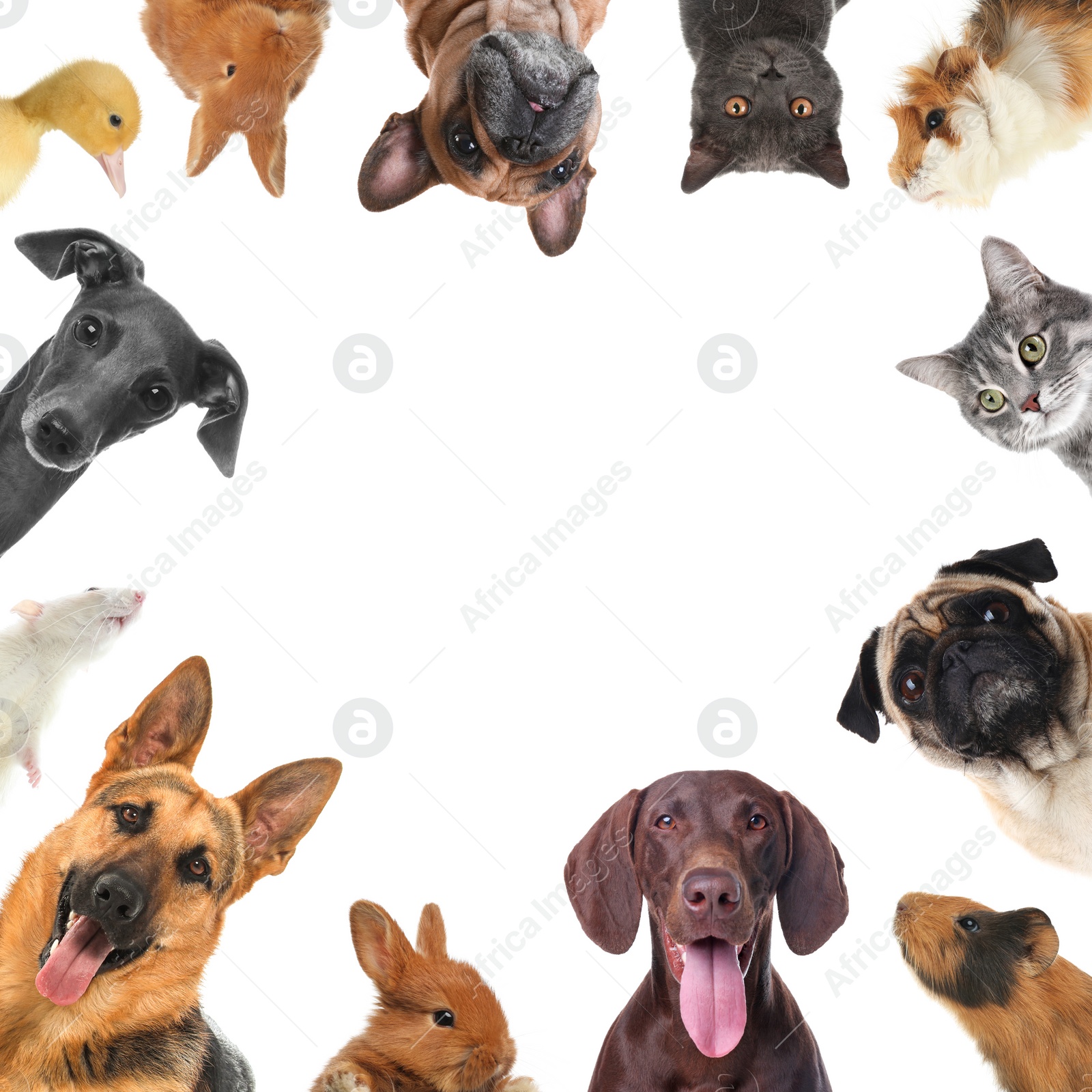 Cute different animals on white background, collage Image of Cute different animals on white background, collage