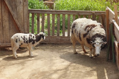 Cute lamb with mother at zoo on sunny day. Baby animals