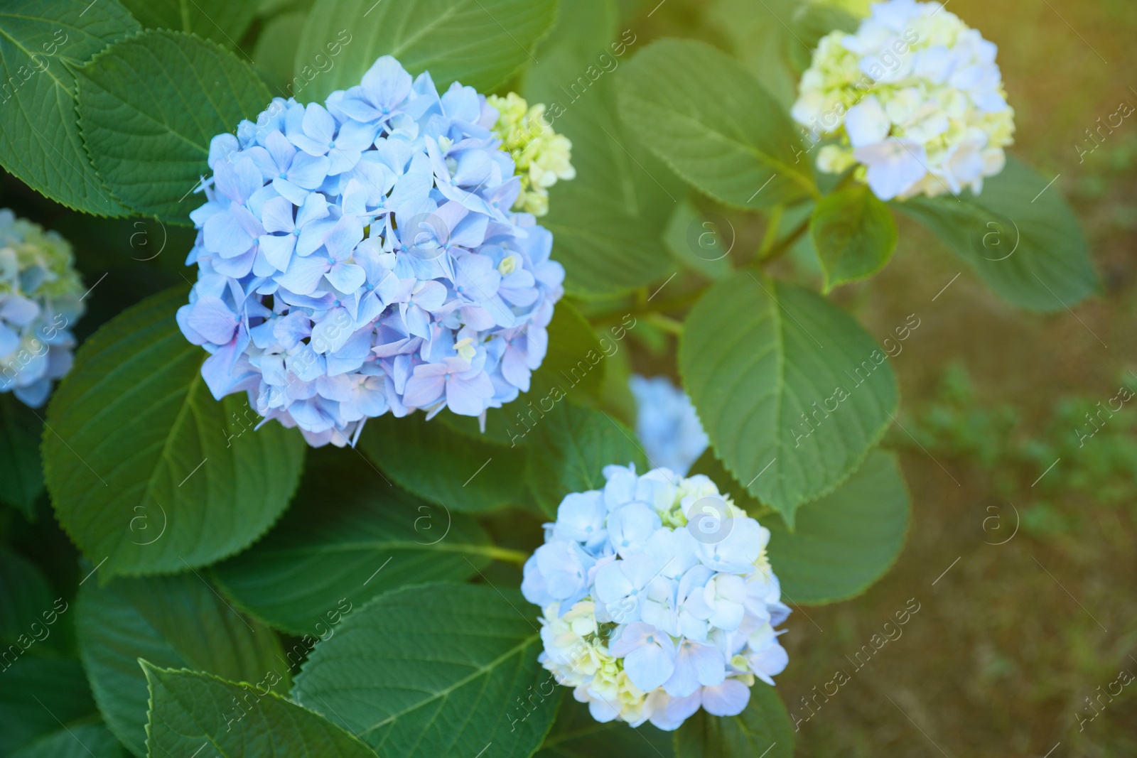 Photo of Beautiful hortensia flowers growing in park, top view