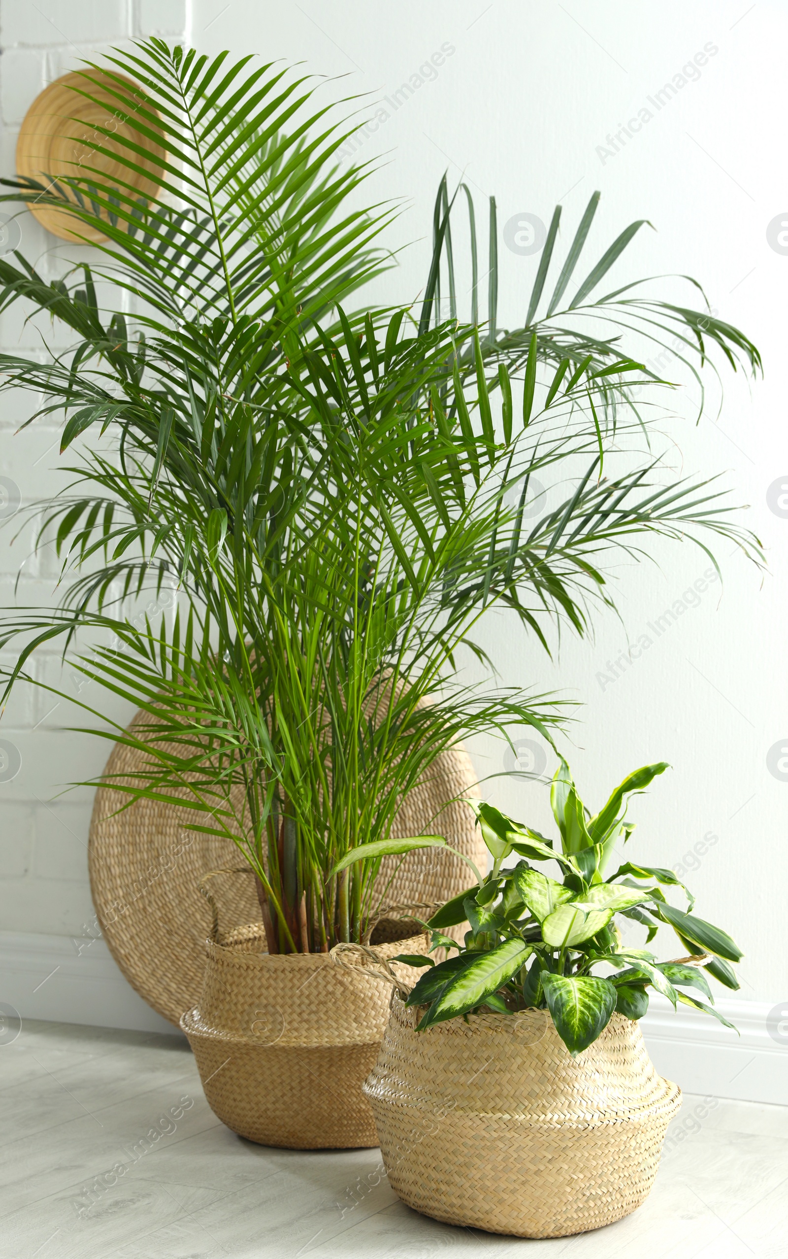 Photo of Houseplants in wicker pots on floor indoors. Interior design