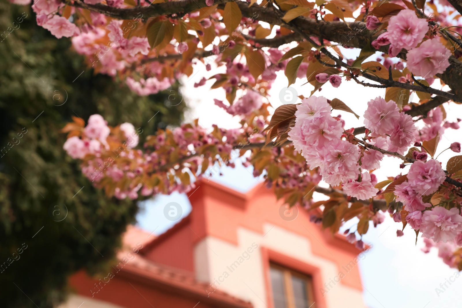 Photo of Beautiful blooming sakura outdoors on sunny spring day, closeup