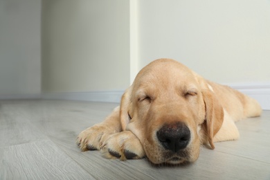 Photo of Cute yellow labrador retriever puppy on floor indoors. Space for text